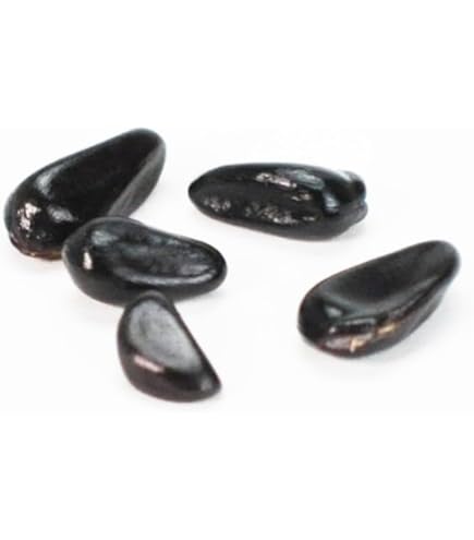 Amazon.co.jp: 老爺柿 花芽付き 雄の木 ロウヤガキ 極小葉性 オス木